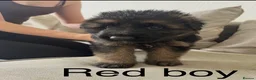German Shepherd dogs for sale:  KC REGISTERED LONG-COAT GERMAN SHEPHERDS  - Advert 30