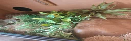 Snake reptiles for sale: Spotted Python, Hognose, 2x Corn in Greenhithe - Advert 9