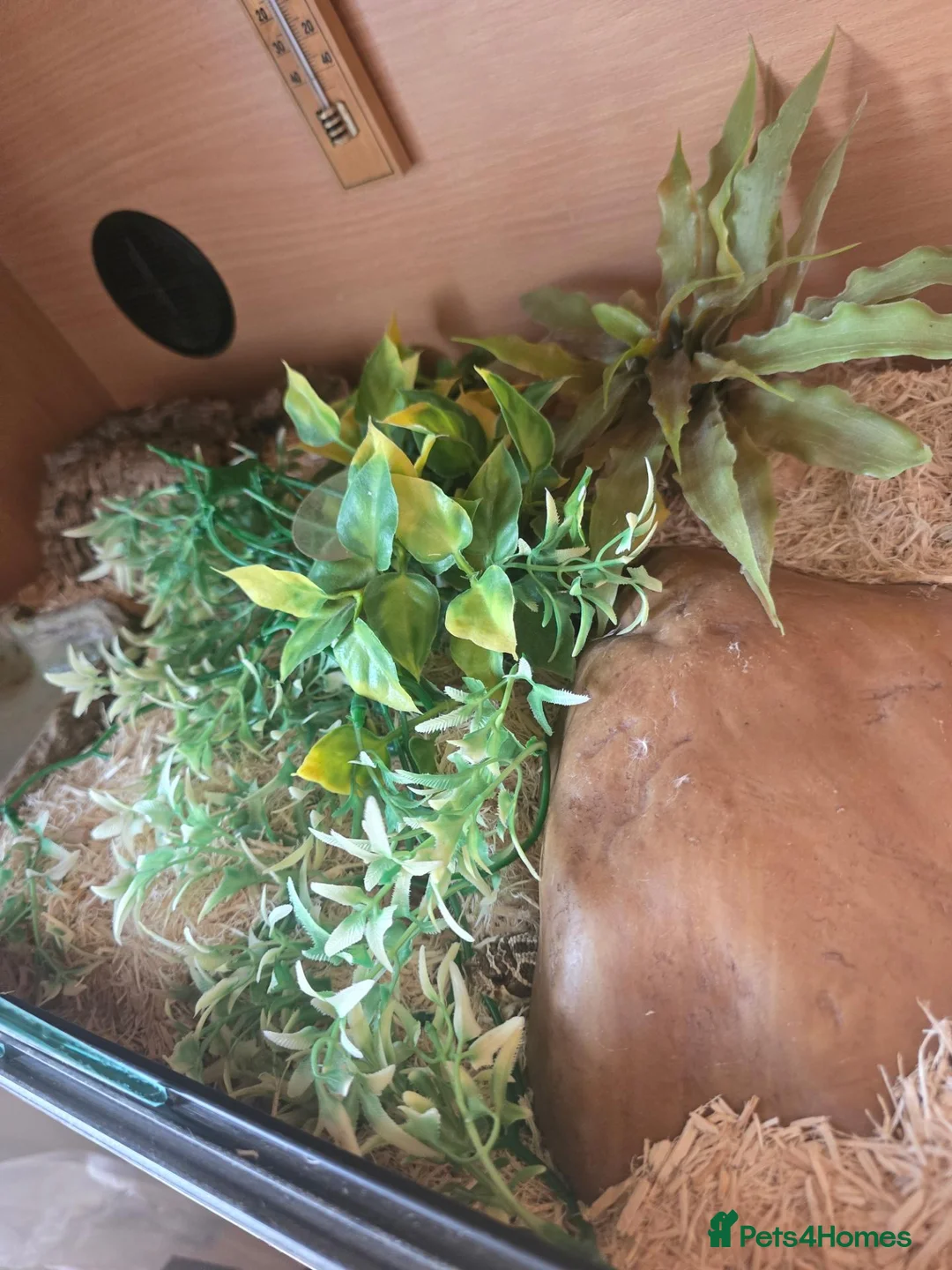 Snake reptiles for sale: Spotted Python, Hognose, 2x Corn in Greenhithe - Advert 9