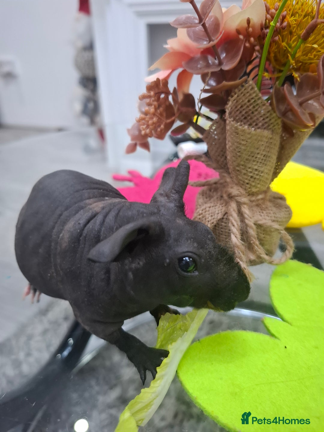 Guinea Pig rodents for sale: Adorable skinny boars - Advert 4