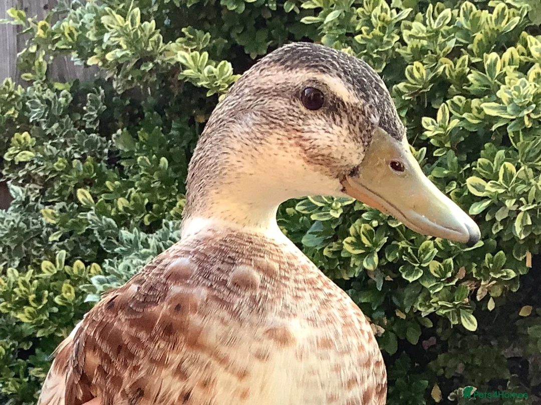 Ducks poultry for sale: Various Ducks seeking permanent safe homes - Advert 1