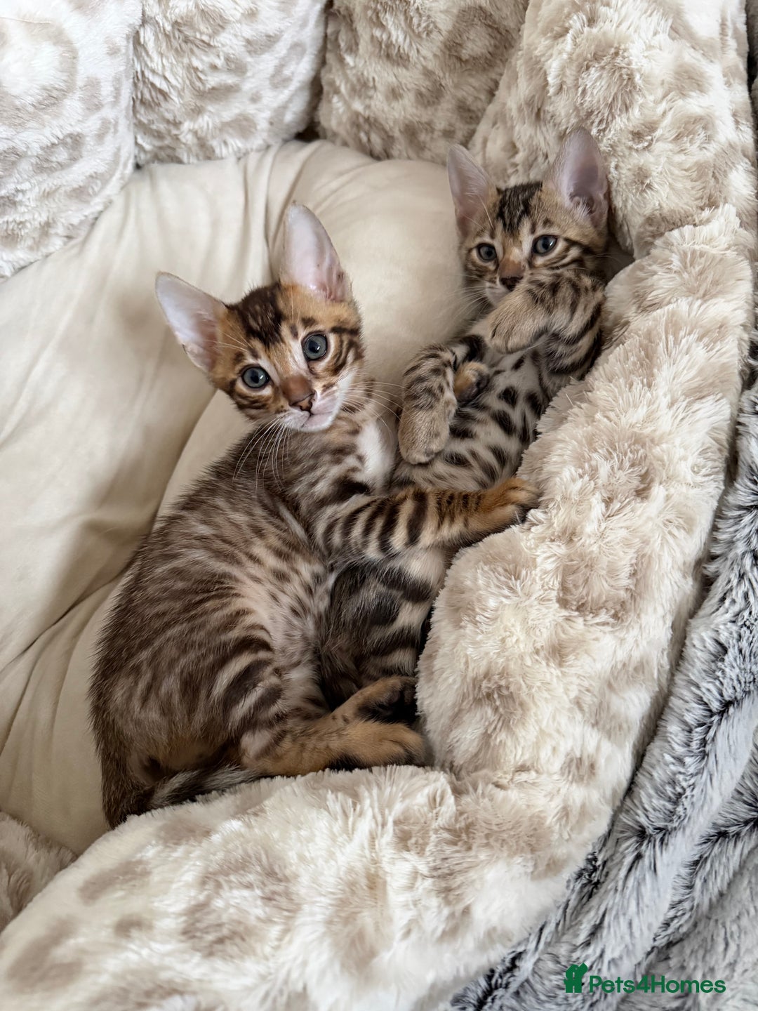 Bengal cats for sale: Pure Bengal Kittens, Ready NOW  - Image 13