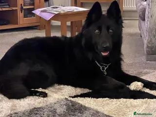 Shepsky dogs Shepsky puppies - Advert 4