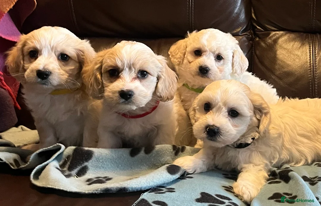 Cavachon dogs for sale: Cute Cavachon x bichon Frise puppies  - Advert 6