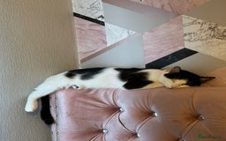 Domestic Shorthair cats for sale: 2 kittens for sale £80 both  - Image 7