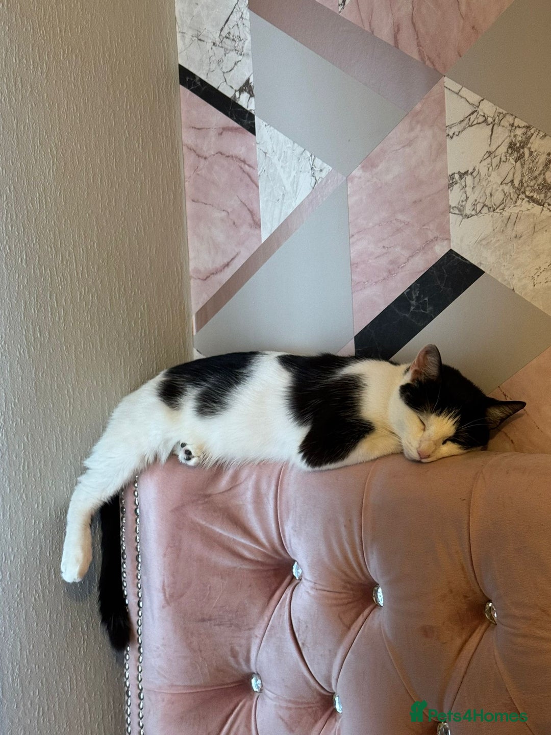 Domestic Shorthair cats for sale: 2 kittens for sale £80 both  - Image 7