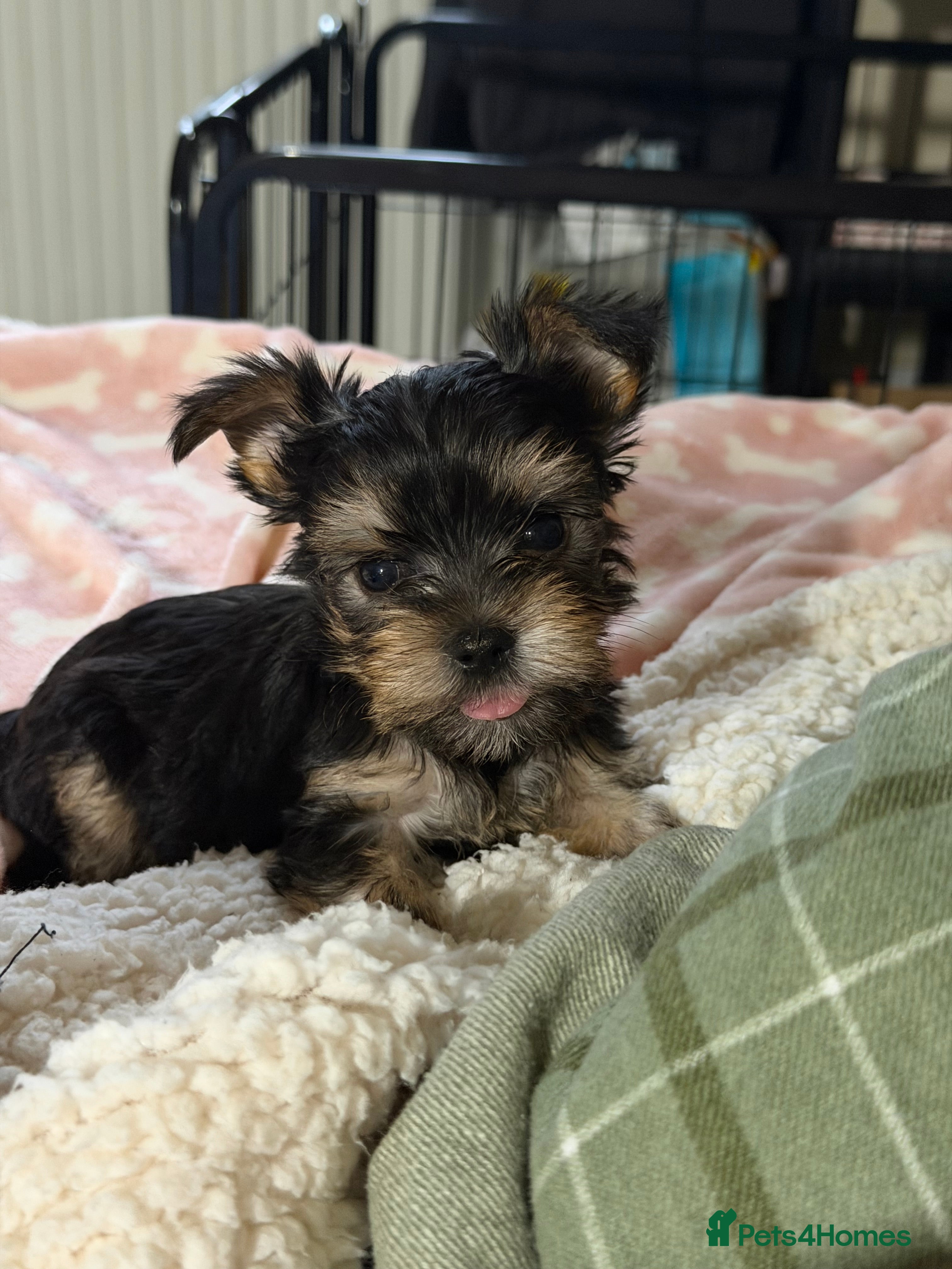 Yorkshire Terrier dogs Three beautiful Yorkshire Terrier girls for sale - Advert 1