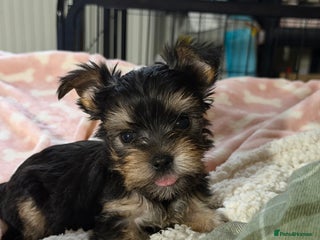Yorkshire Terrier dogs Three beautiful Yorkshire Terrier girls for sale - Advert 1