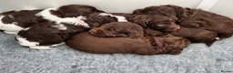 Cockapoo dogs for sale: F2 beautiful cockapoo puppies  in Leamington Spa - Advert 3
