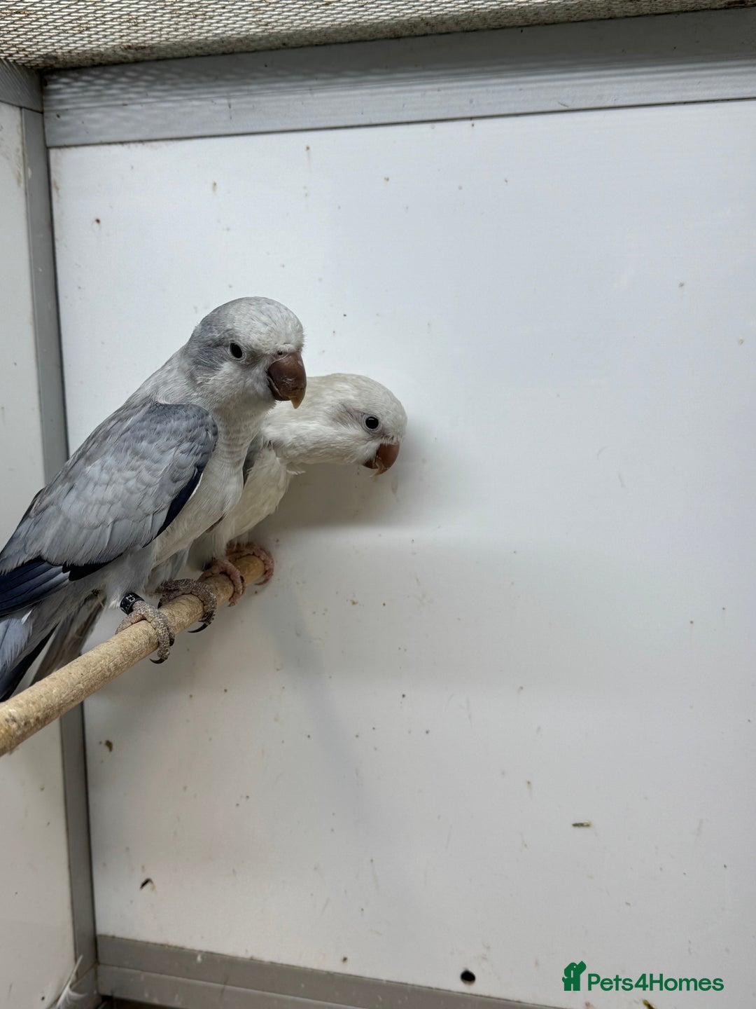 Mixed Breed birds for sale: mutation quakers - Advert 5