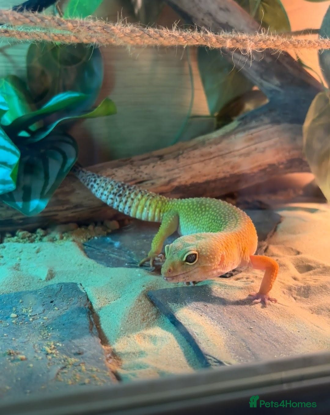 Leopard Gecko reptiles Female Leopard Gecko (Dandelion) - Advert 1