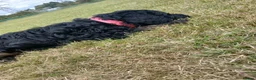 Bernedoodle dogs for sale: F2b midi Bernedoodle  - Advert 5
