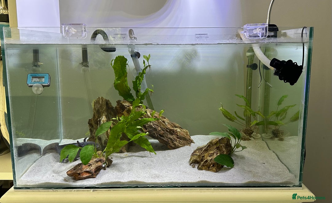 Axolotl reptiles for sale: Full Axolotl set up - see description  - Image 3