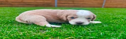 Cockapoo dogs for sale: Beautiful Cockapoo Babies 🐾🐾🐾 - Advert 21