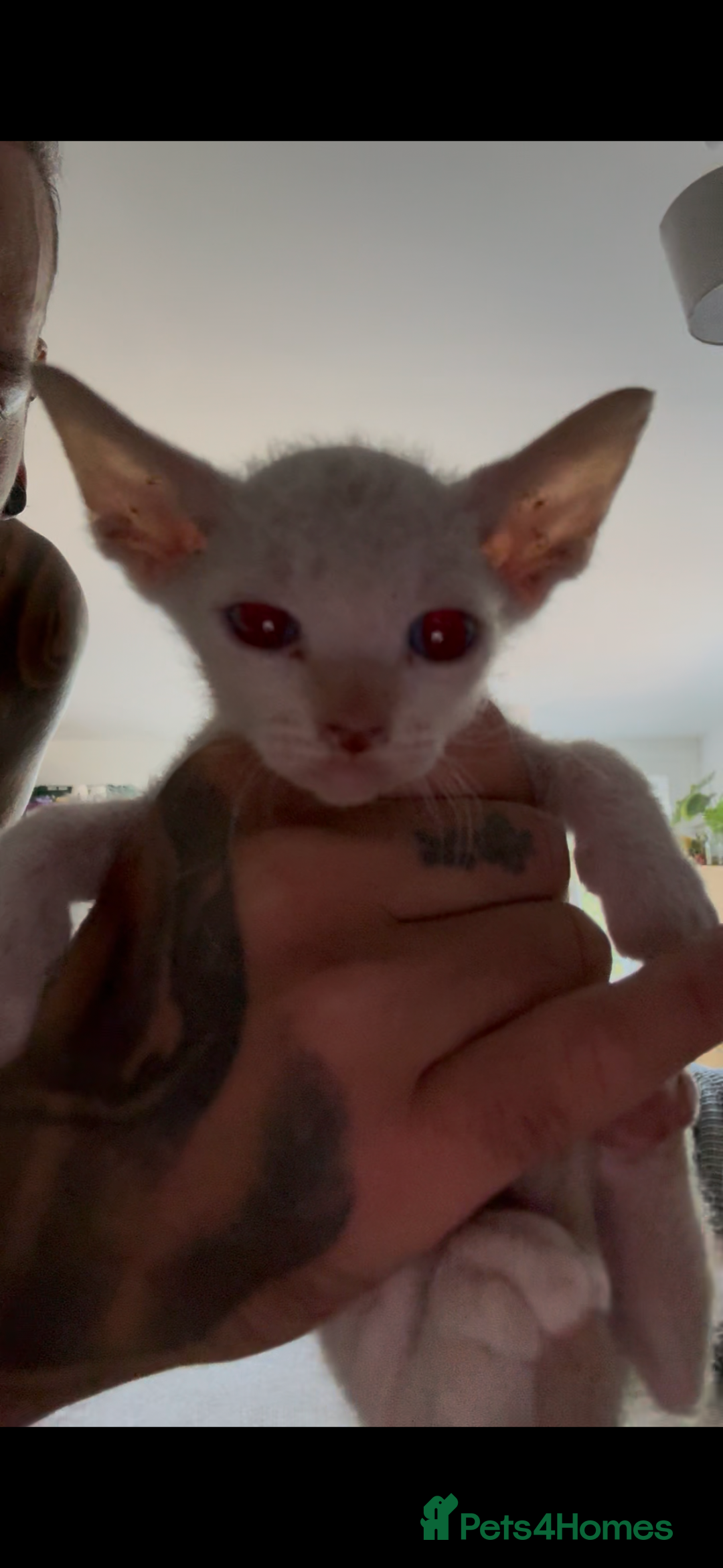 Sphynx cats for sale: Sphynx Kittens ready to go now! - Image 16