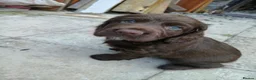 Sprocker dogs for sale: Sproker spaniel pups  - Advert 15