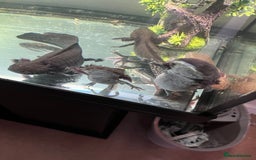 Axolotl reptiles for sale: Axolotls - Image 5