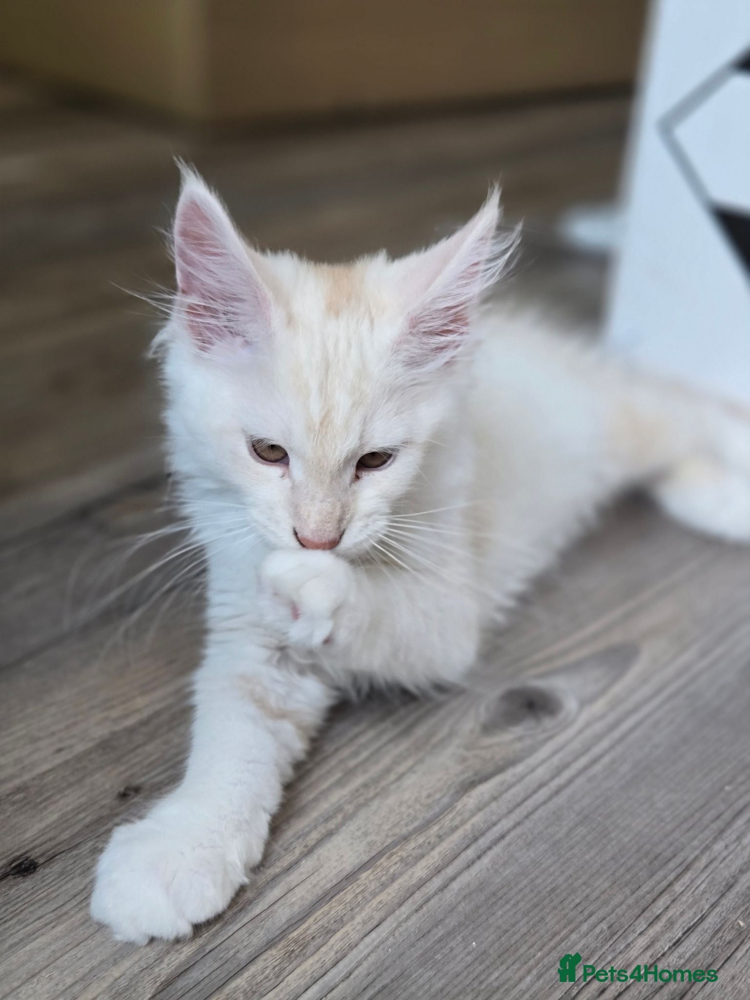 Maine Coon cats Ready now TICA registered Maine Coon kitten's - Advert 2