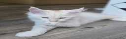 Maine Coon cats for sale: Ready now TICA registered Maine Coon kitten's - Advert 2