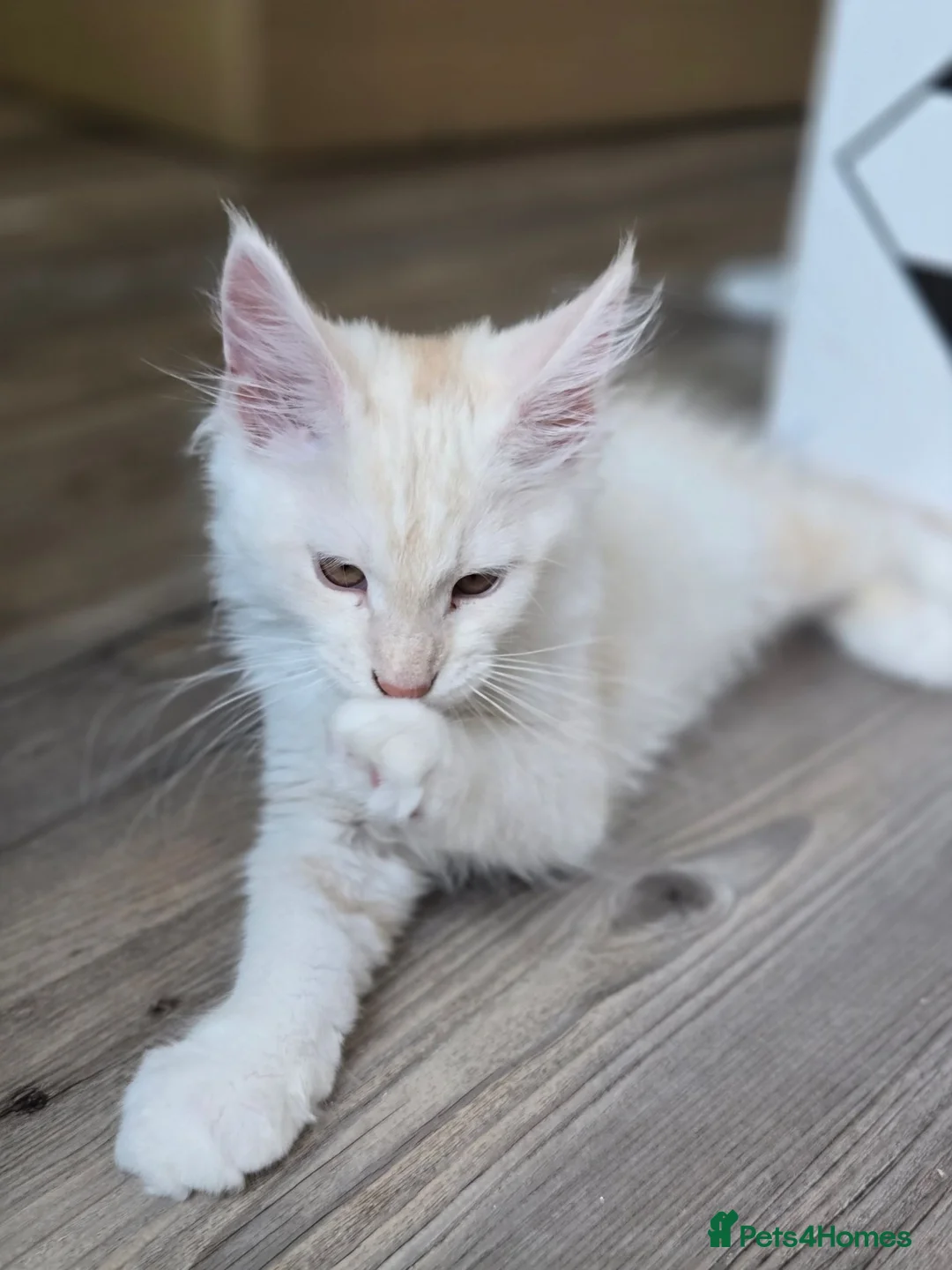 Maine Coon cats for sale: Ready now TICA registered Maine Coon kitten's - Advert 2