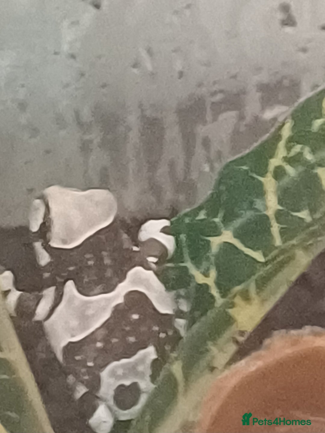 Frog reptiles for sale: Beautiful milk tree frogs  - Image 3