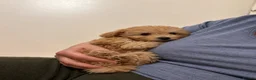 Maltipoo dogs for sale: Asian Maltipo Puppies XS Teddy Bear Faces Expected - Advert 2