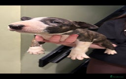 Bull Terrier dogs for sale: 💥 ENGLISH BULL TERRIERS   💥 - Image 20