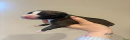 Mixed Breed dogs for sale: Whippet x lurcher pups in Stanley - Advert 24