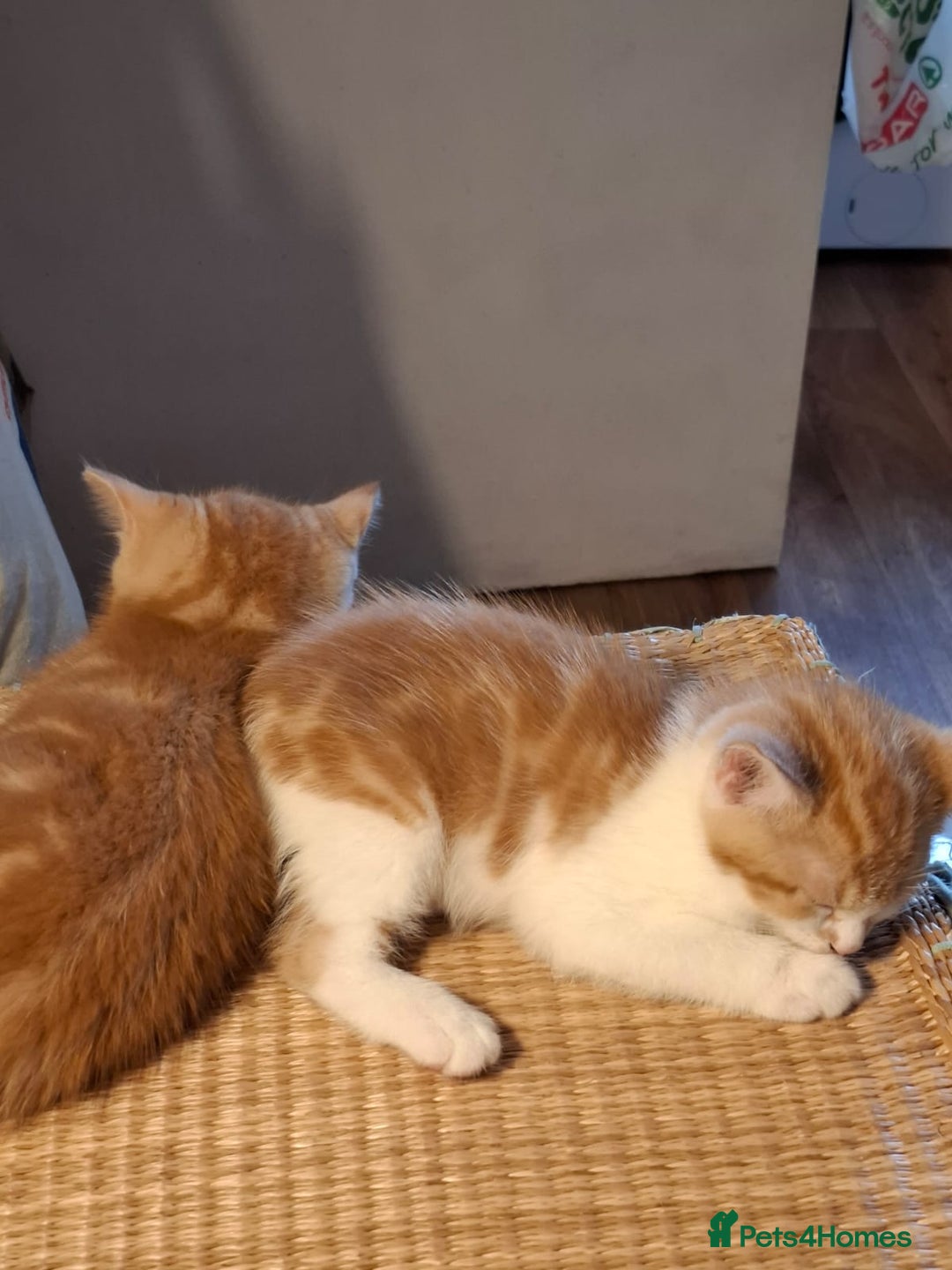 Mixed Breed cats for sale: 2 beautiful kittens - Image 9