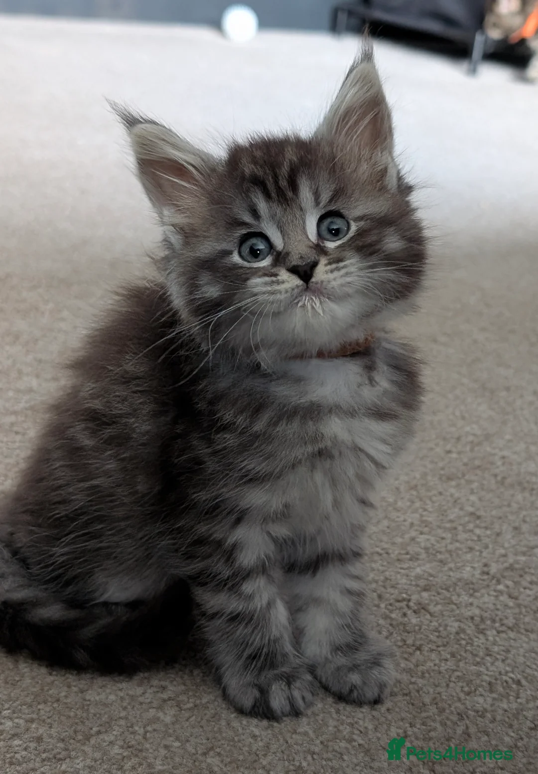 Maine Coon cats for sale: Little balls of fur looking for their new home - Advert 2