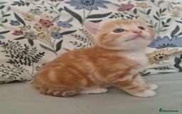 Domestic Shorthair cats for sale: Ginger kitten - Image 6