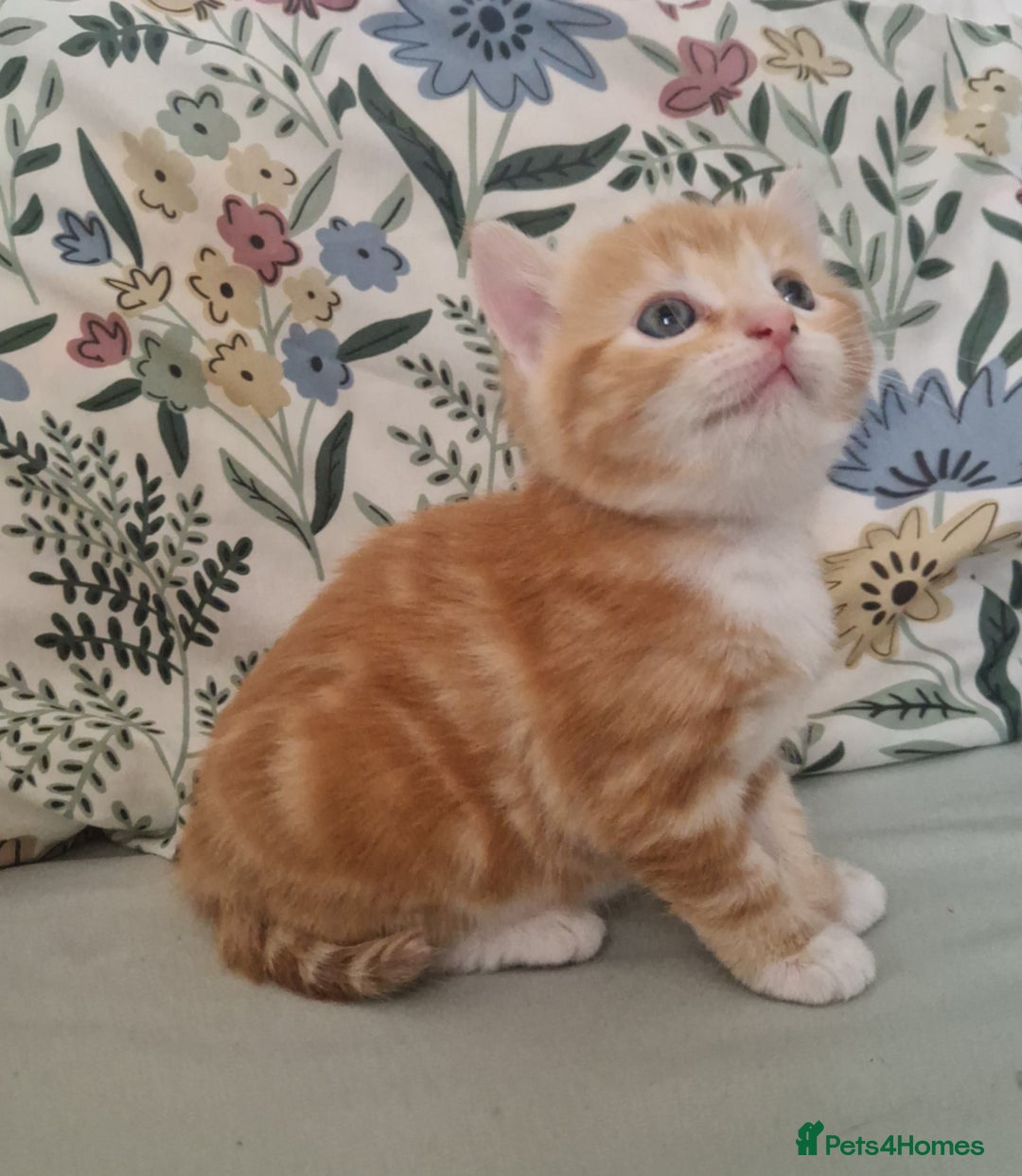 Domestic Shorthair cats for sale: Ginger kitten - Image 6