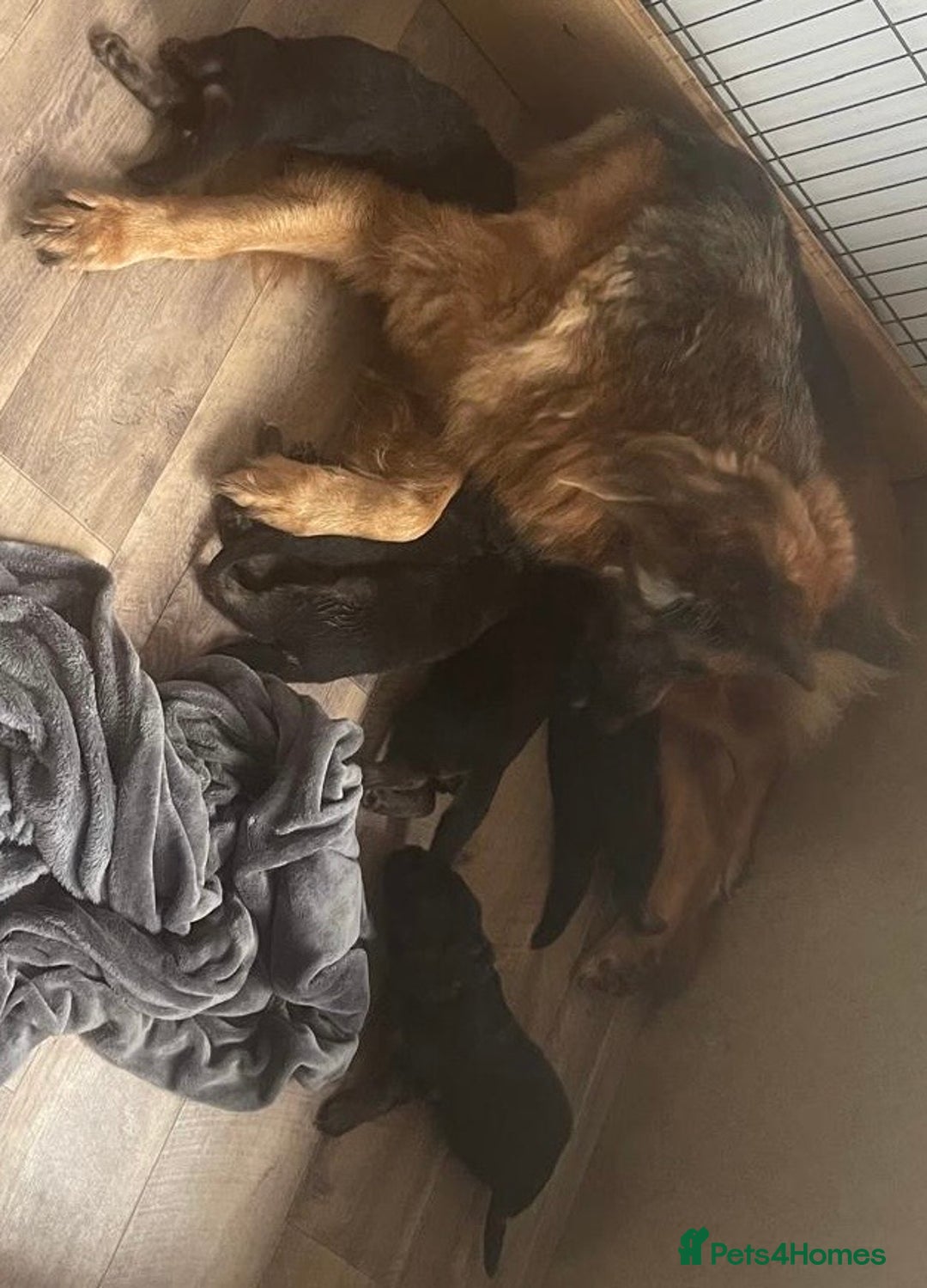 German Shepherd dogs for sale: Kc registered long haired GSD Puppy - Advert 2