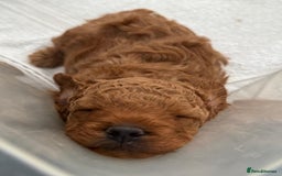 Cavapoochon dogs for sale: 1 male Cavapoochon for sale! - Image 2