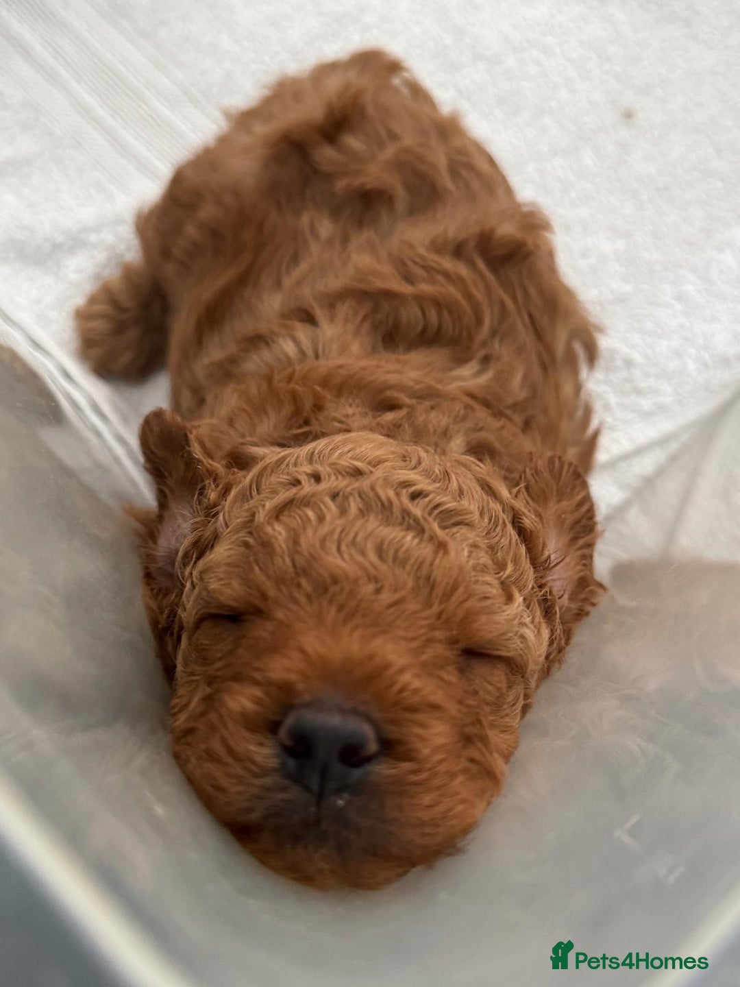 Cavapoochon dogs for sale: 1 male Cavapoochon for sale! - Image 2
