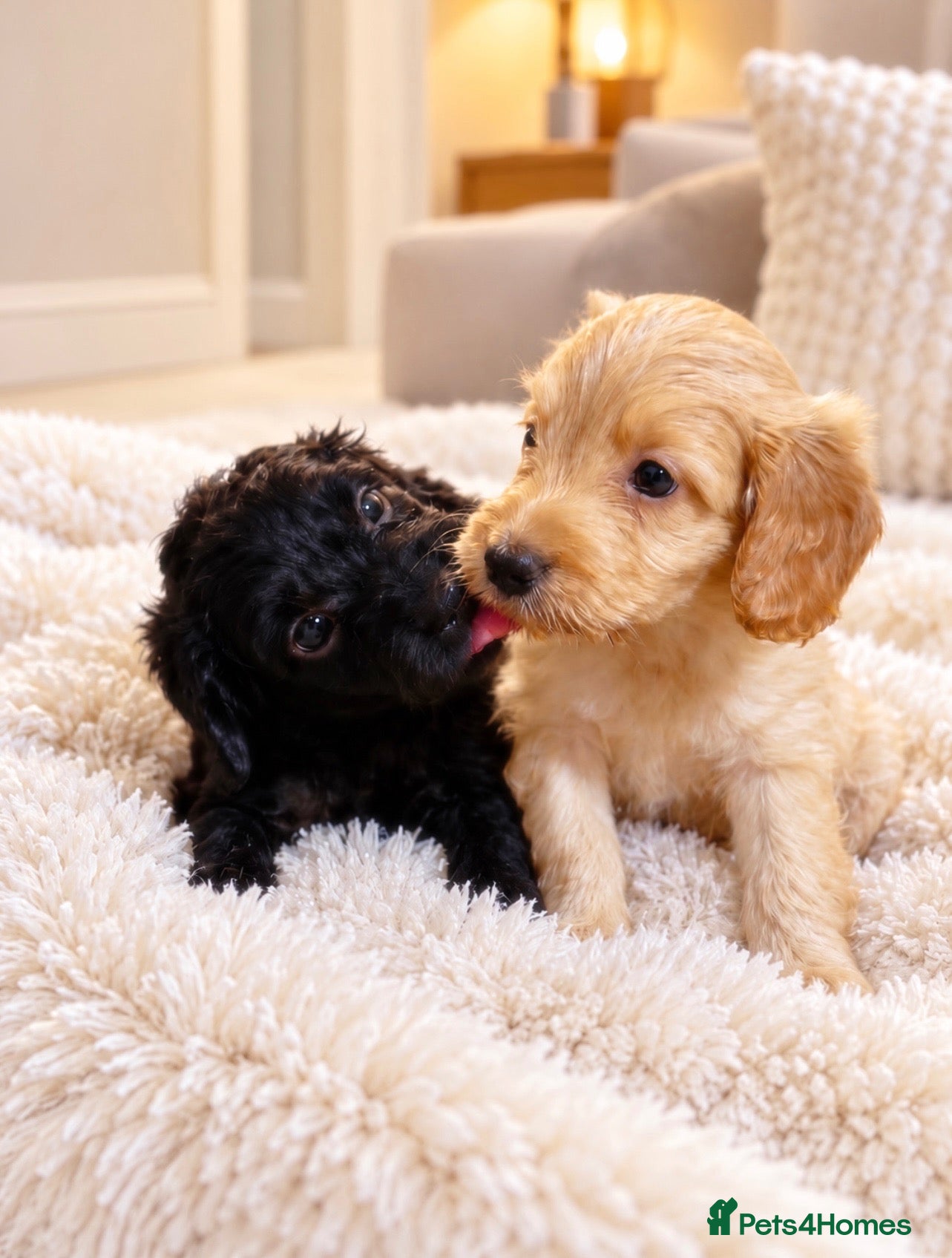 Cockapoo dogs F1 Beautiful cockapoo puppies 🐶  - Advert 8