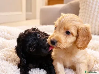 Cockapoo dogs F1 Beautiful cockapoo puppies 🐶 - Advert 8