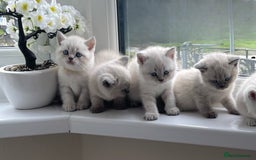 British Shorthair cats for sale: British Shorthair colour point kittens white  - Image 1