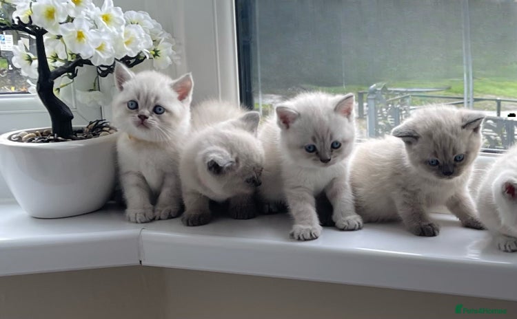 British Shorthair cats - Advert 4