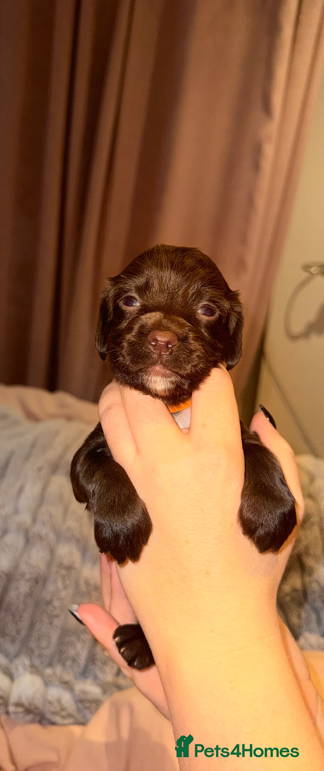 Sprocker dogs for sale: Sprocker Pups - Advert 31