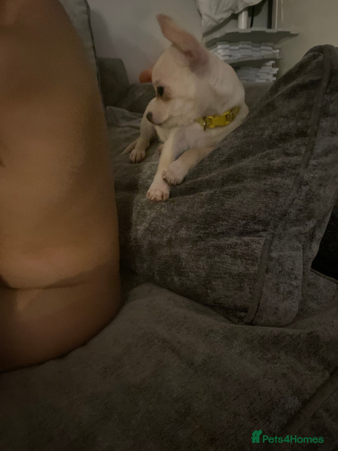 Chihuahua dogs for sale: CHIHUAHUA PUPPIES 2 BOYS 2 GIRLS READY TO LEAVE - Advert 16