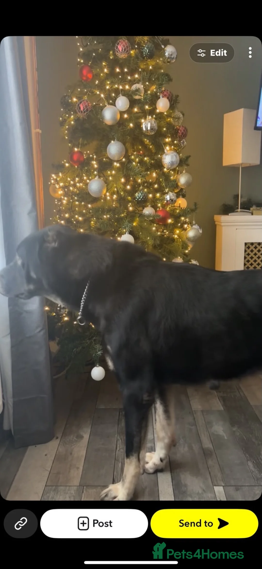 Turkish Kangal dogs for sale: Kangal male (import) - Advert 2
