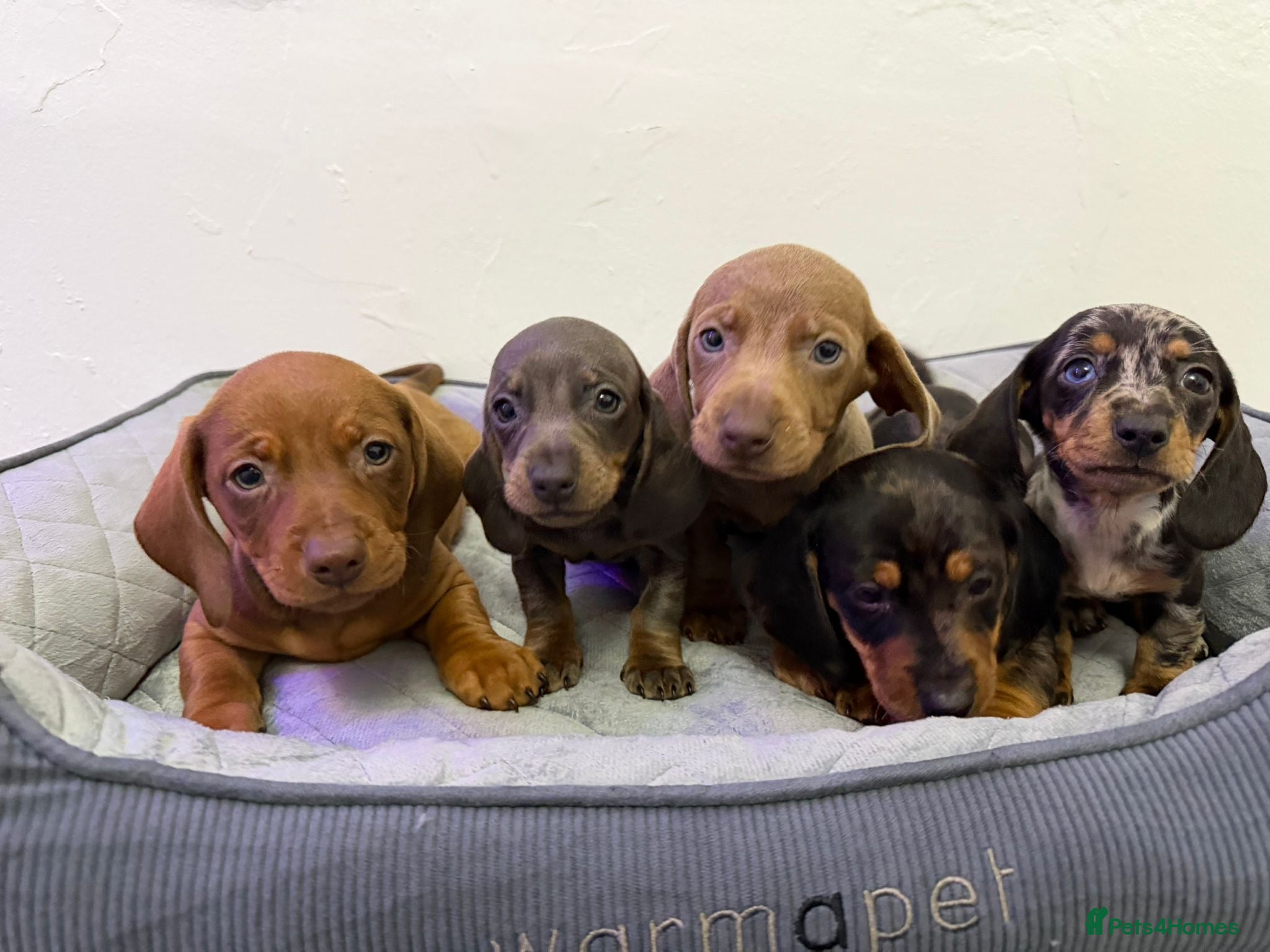 Dachshund dogs Miniature Dachshund puppies  - Advert 8