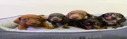 Dachshund dogs for sale: Miniature Dachshund puppies  - Advert 1