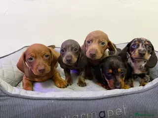 Dachshund dogs Miniature Dachshund puppies - Advert 2