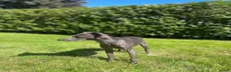 Italian Greyhound dogs for stud: Proven KC Italian Greyhound Stud ‘Pino’  - Advert 3