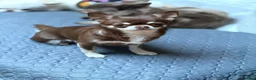 Chihuahua dogs for sale: TINY CHIHUAHUA PUPS long and short hair 🐶 - Advert 8
