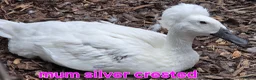 Ducks poultry for sale: Pure breed SILVER RUNNER Ducklings - Advert 10