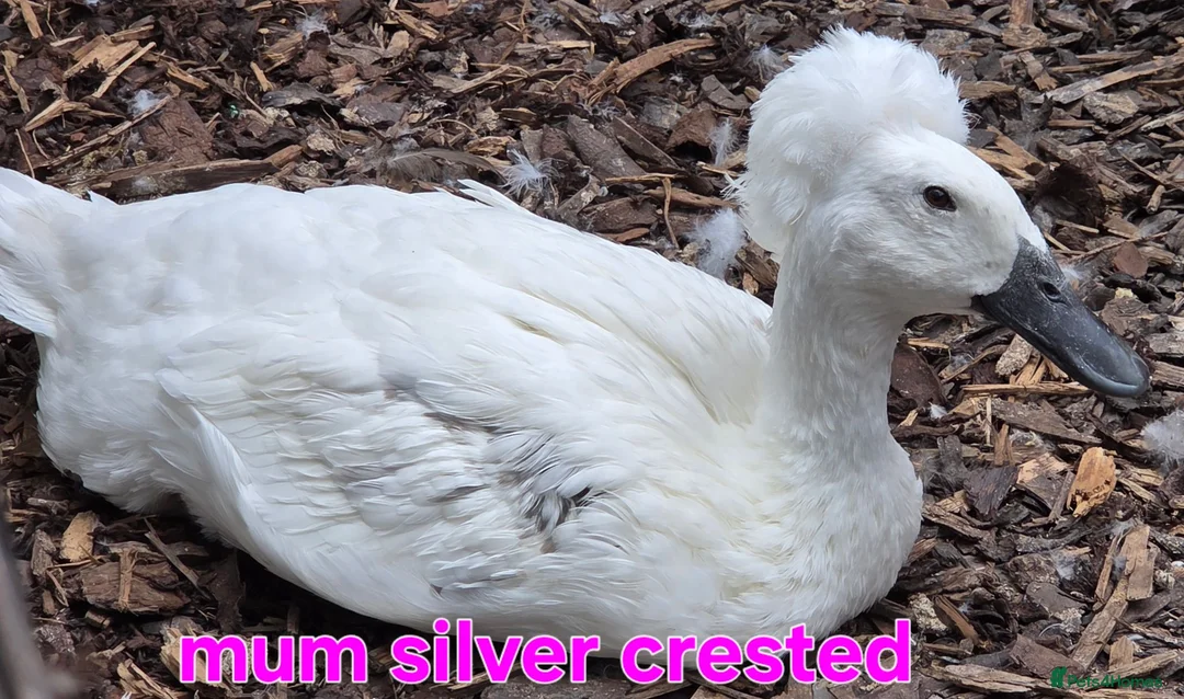 Ducks poultry for sale: Pure breed SILVER RUNNER Ducklings - Advert 10