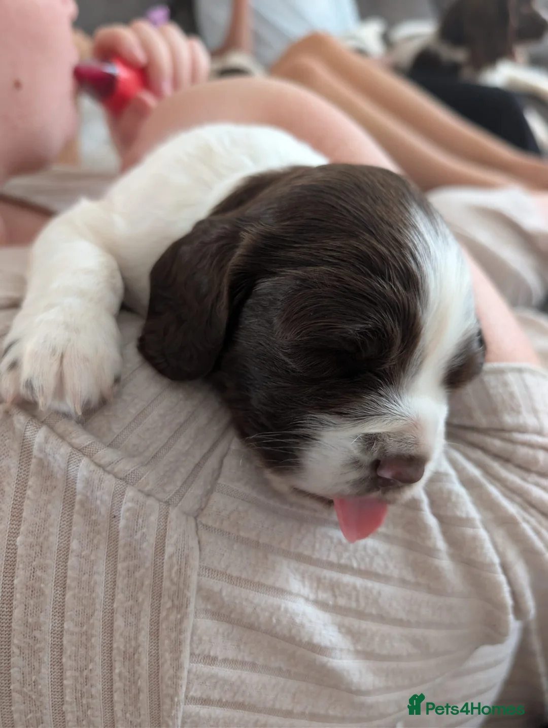 English Springer Spaniel dogs for sale: English Springer Spaniel  in Bridgend - Advert 15